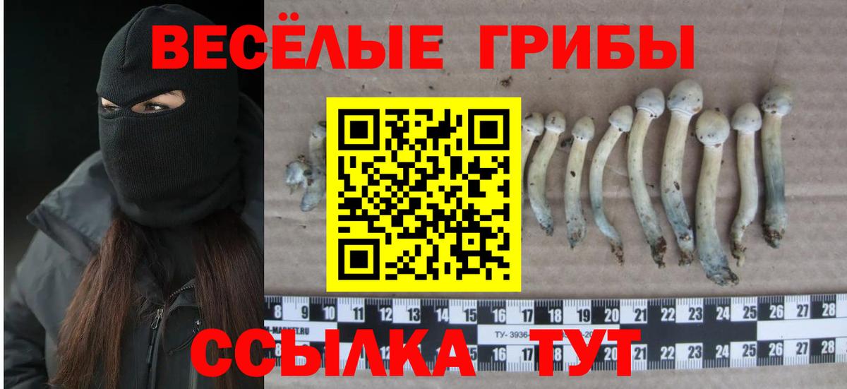 где продают наркотики  Вход с VPN  Старая Купавна  Псилоцибиновые грибы мицелий 